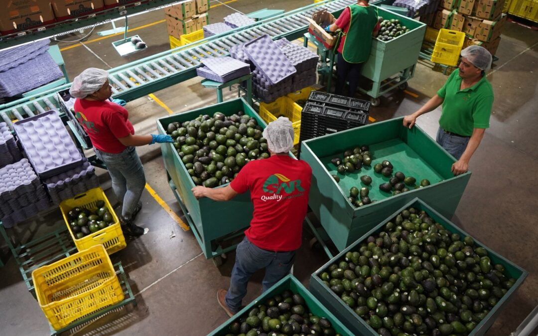 Pausa en exportación de aguacate a EU: Inspectores regresan a Michoacán