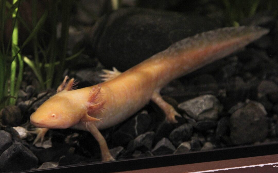 Situación de los ajolotes, cada vez peor: UNAM señala que en 2025 desaparecerán de Xochimilco