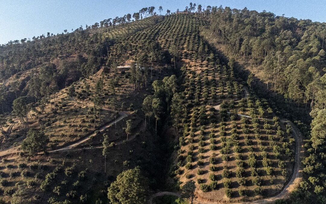 EU deja ‘pelón’ a México por demanda de aguacate: 16 mil hectáreas han sido deforestadas