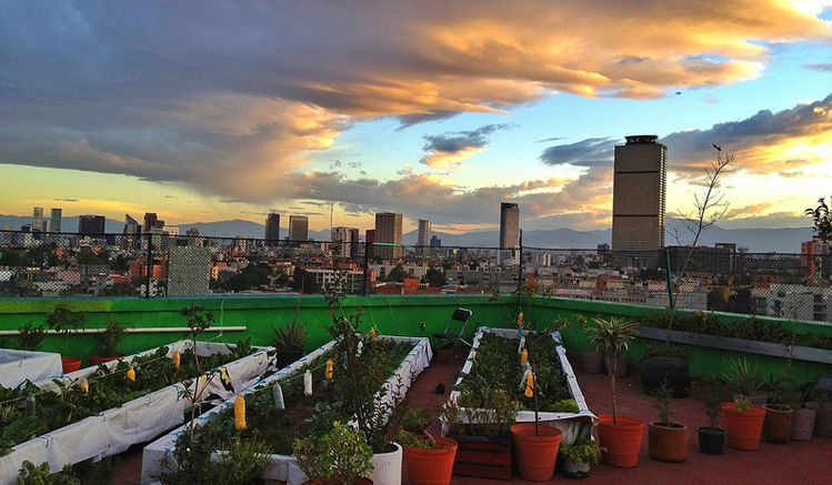 ¿Vives en CDMX y tienes áreas verdes en tu domicilio? Así podrías pagar hasta 25% menos de predial