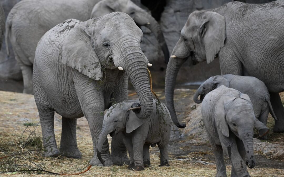 Día Mundial del Elefante: ¿Cuáles son las dos amenazas que podrían extinguir a las 3 especies?