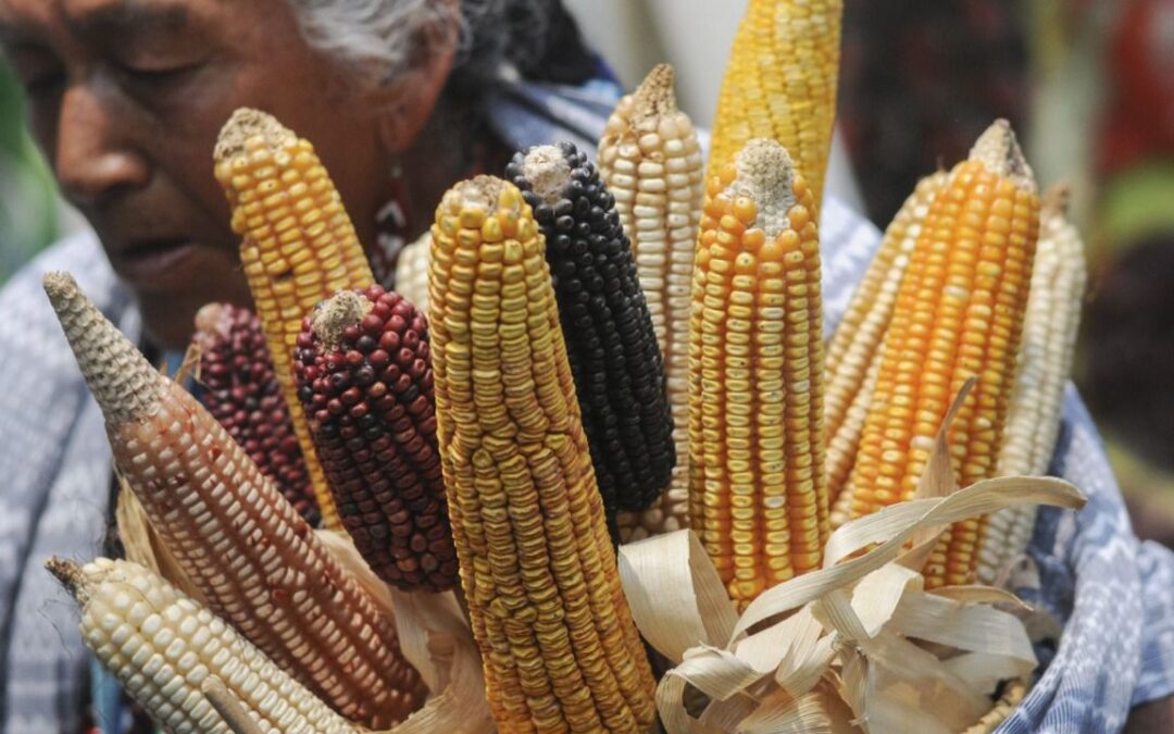Bayer advierte que prohibir importaciones de maíz transgénico impactará en inflación mexicana