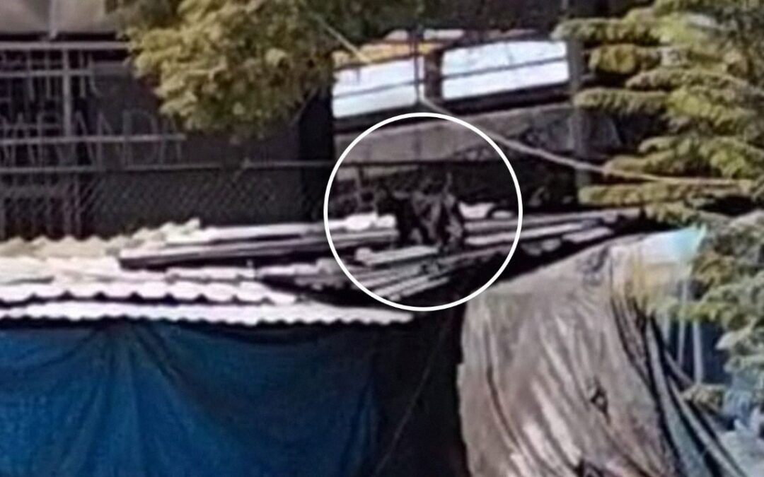 ¿Y el lindo gatito? Terminan búsqueda de pantera suelta en CDMX