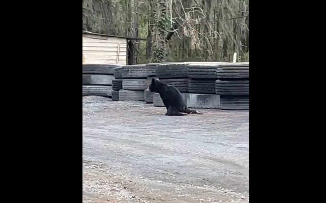 Balean a oso bebé en Nuevo León; lo captan arrastrándose por las calles