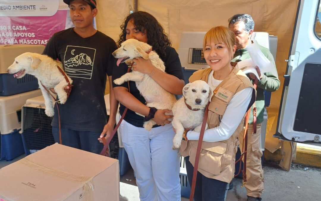 Mascotas rescatadas en inundaciones de Chalco vuelven a casa con sus familias