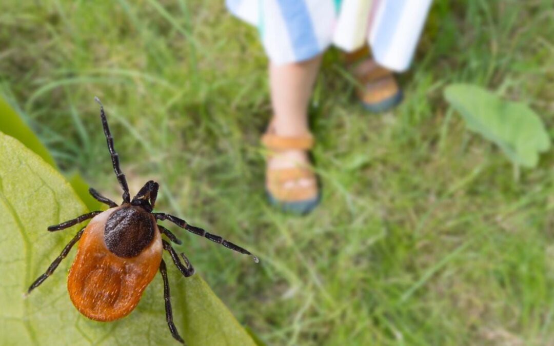 EU alerta por babesiosis por garrapatas: Casos aumentaron 1,000% en estados del norte