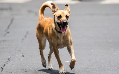 Maltrato animal en Silao: Congreso de Guanajuato pide informes sobre crueldad contra perritos