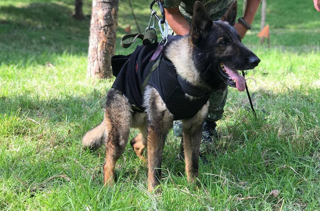 Adiós, héroe: Proteo, perro rescatista de la Sedena, muere en Turquía