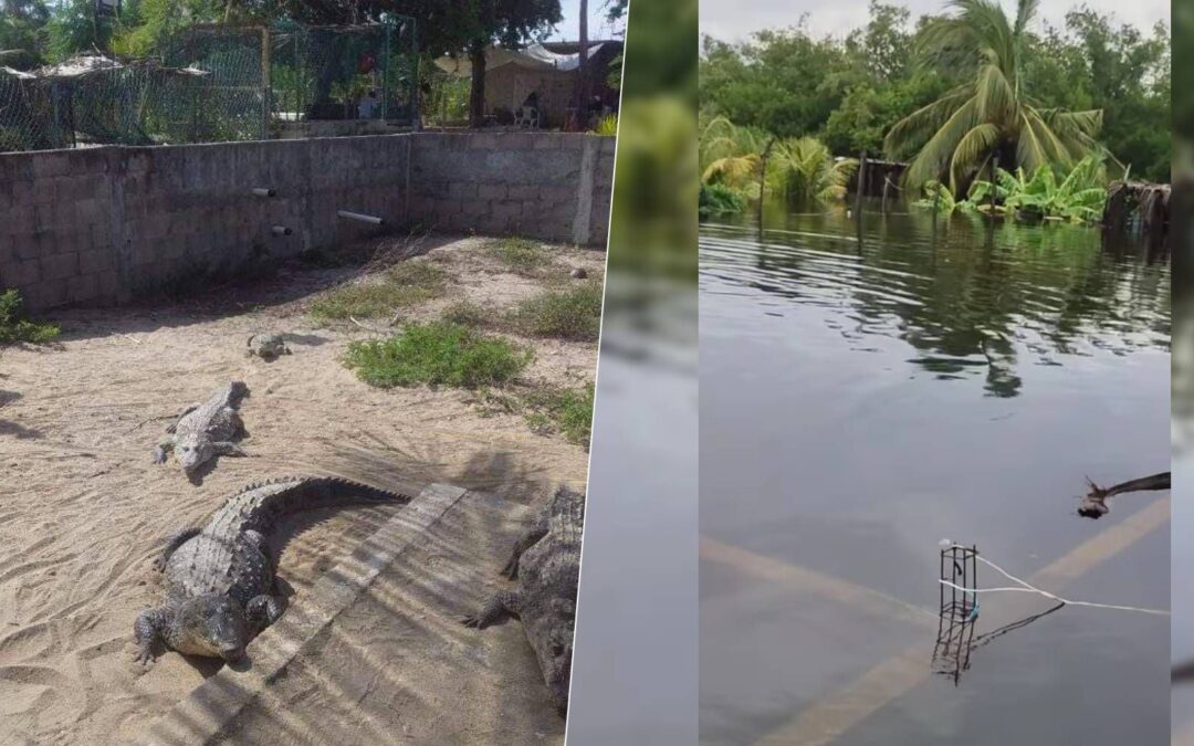 Cocodrilos se ‘fugan’ de refugios de Acapulco: Inundaciones por ‘John’ les permitieron salir