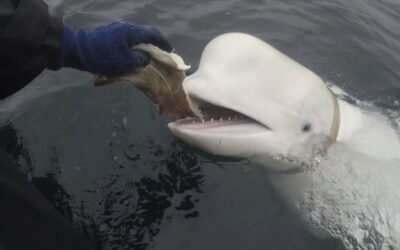 ¿Un espía de Putin?: Noruega encuentra a una beluga que llevaba arnés ruso rumbo a Suecia