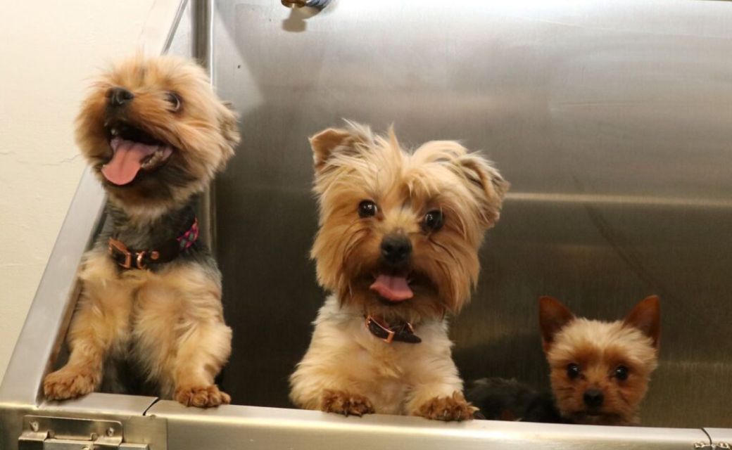 Clínica Veterinaria en Jardín Pushkin ofrecerá servicio gratis para mascotas