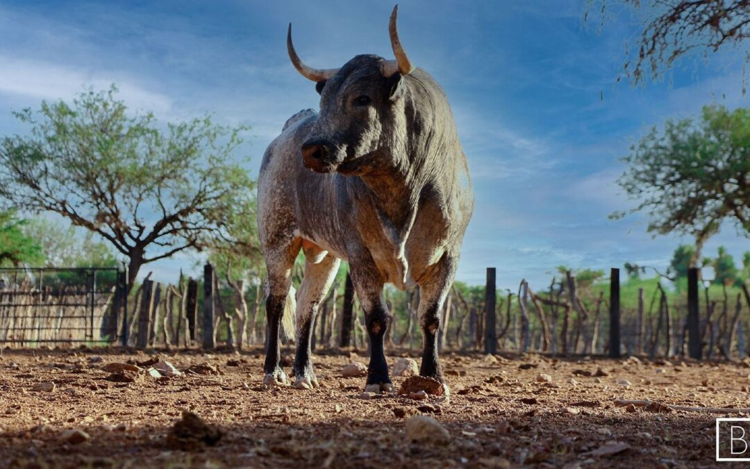 El toreo está en el campo