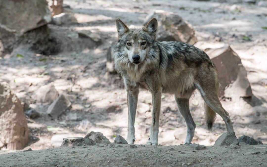 Este parásito ayuda a los lobos a ser líderes de manada y tener conductas más atrevidas