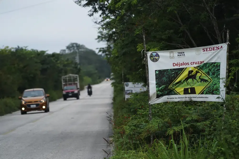 Tren Maya: Este podría ser el impacto ecológico en la selva de Calakmul