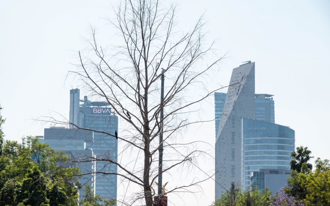 Retiran huehuete de Paseo de la Reforma; este será su destino