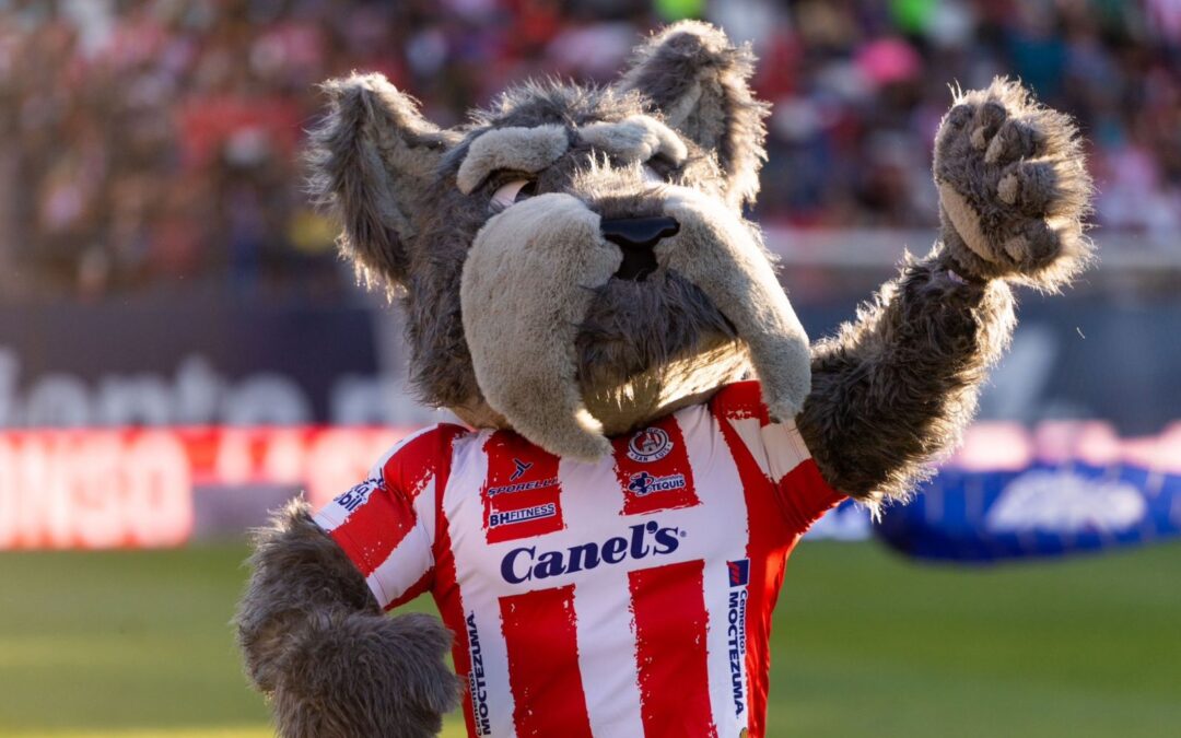 Atlético San Luis presenta a ‘Lucho’; estas son las diferencias entre un Schnauzer y un Terrier