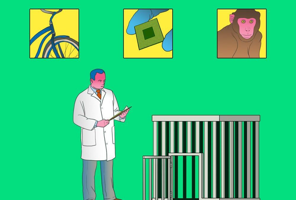 ¿Escasean los monos de laboratorio? Sí, y la pandemia (y China) tiene bastante que ver