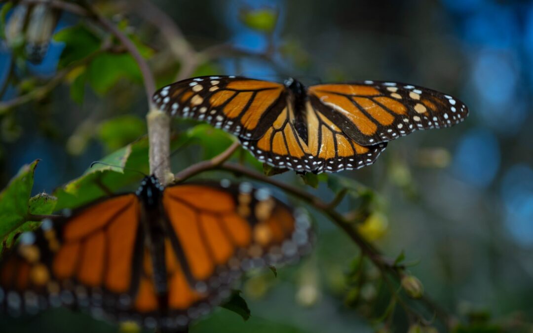 Mariposas monarcas ‘huyen’ de Michoacán por calor y contaminación