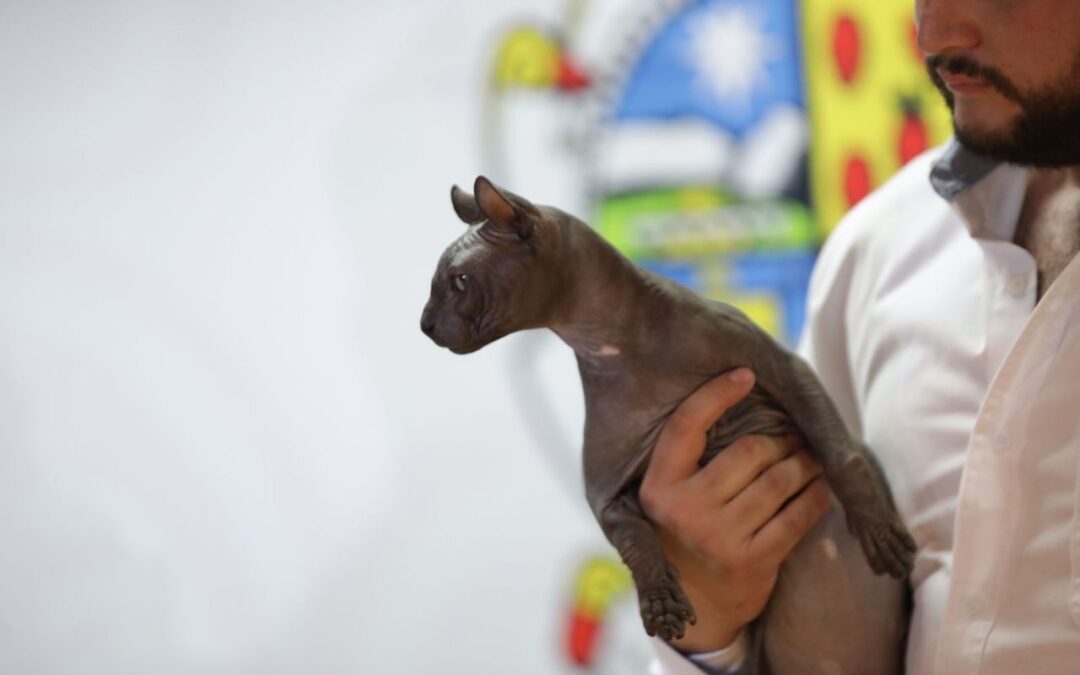 ¿Recuerdas al gato tatuado de ‘Los Mexicles’? Lanzan convocatoria para adoptarlo