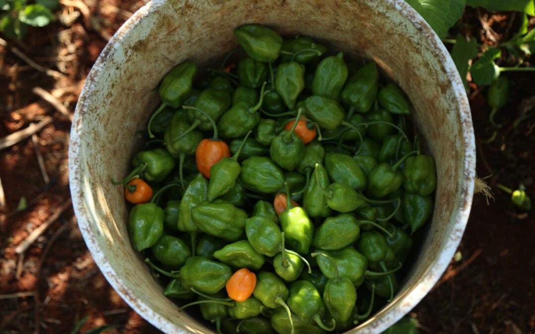 ¡Más picante, por favor! Así ayuda el chile a recuperar el gusto a los pacientes con COVID