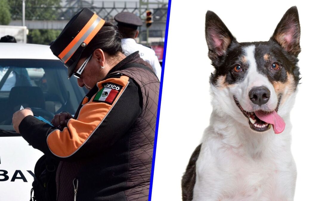 ¿Cometiste una falta? Pasear perritos rescatados del Metro te puede ‘salvar’ de la multa