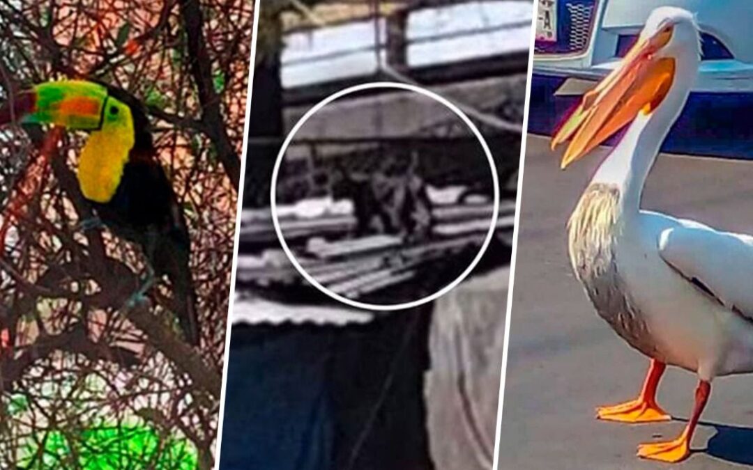 ¿México mágico? De pantera a tucán: Animales exóticos que deambulan en CDMX