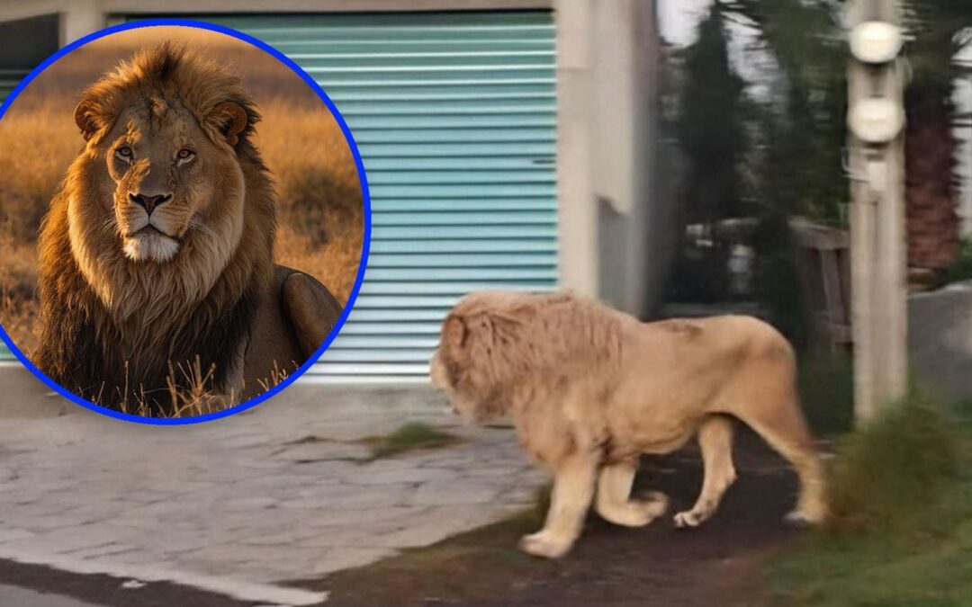 ¿Y este ‘lindo gatito’? León se ‘pasea’ en Ocoyoacac, Edomex, y asusta a vecinos