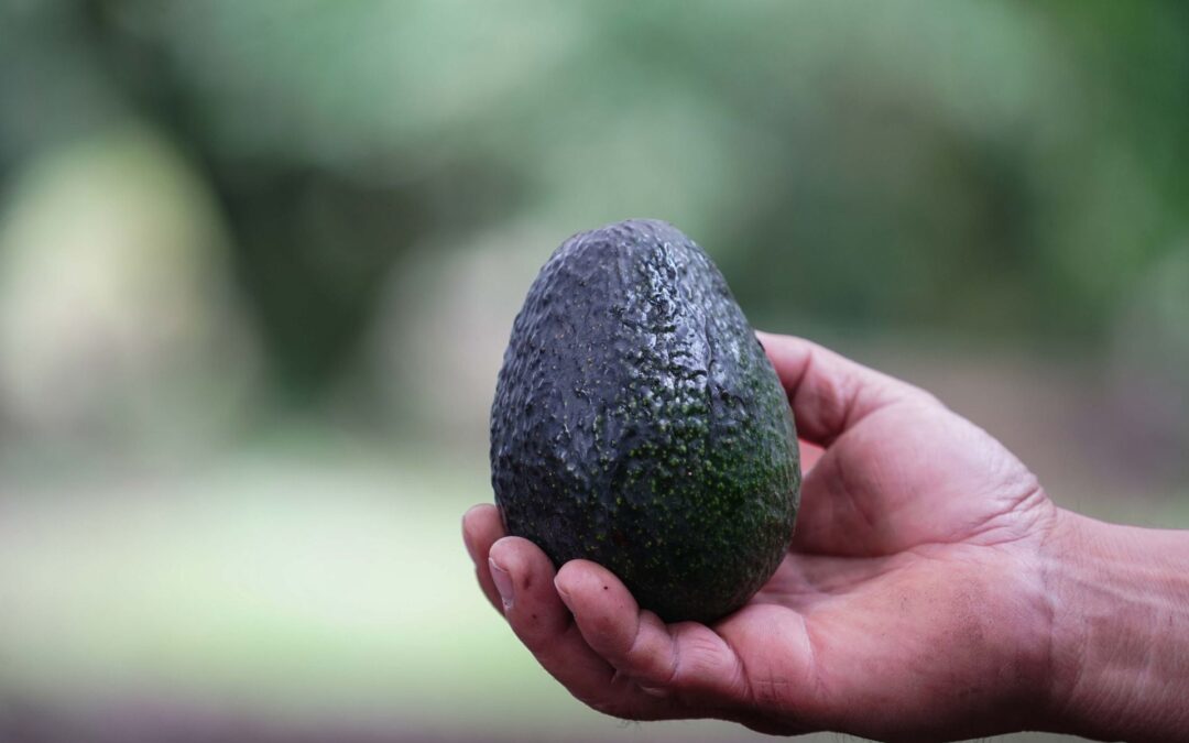 Inspecciones de aguacate se reactivan: Volverán a máxima capacidad esta semana