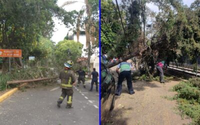 Fuertes vientos ‘tumban’ árboles y dañan autos en CDMX: Activan Alerta Amarilla en 7 alcaldías