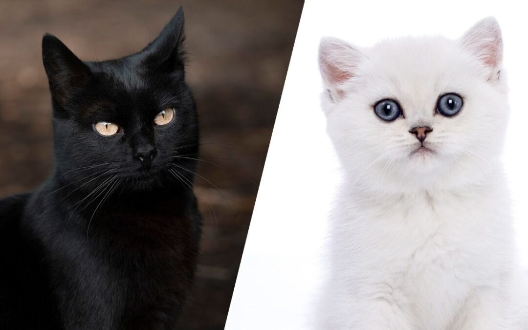 Día de Muertos 2022: ¿Por qué no se deben dar en adopción gatos negros y blancos?