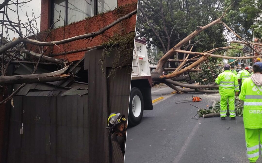 Ventarrón ‘tumba’ árboles en CDMX: Reportan 2 lesionados y daños a autos y viviendas