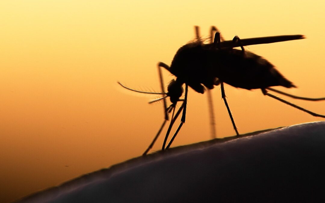 ¿Las picaduras de mosquitos sirven? Especialistas hallan ‘pistas’ de infecciones humanas