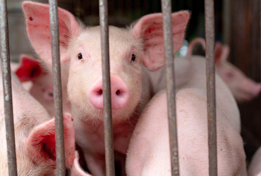 Competencia ‘empuercada’: Protestan porcicultores contra la carne importada