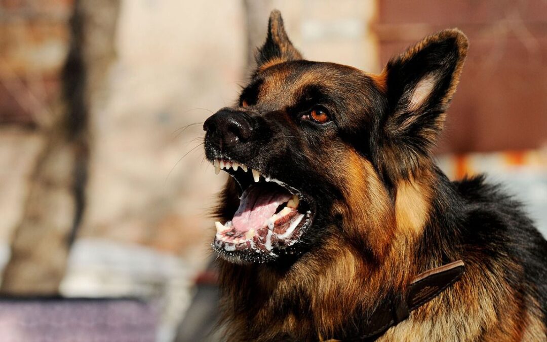 Rabia en mascotas: ¿Cómo saber si un animal tiene el virus?