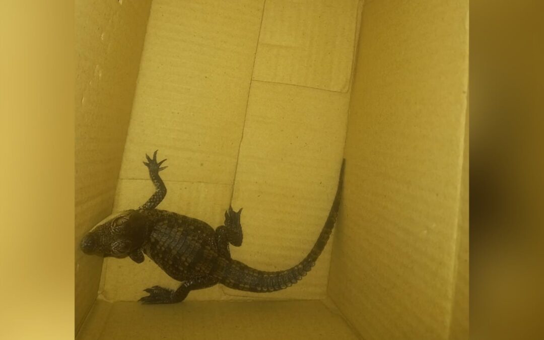 ¿El ‘coco’ viaja en el Metro? Detienen a hombres que transportaban cría de caimán