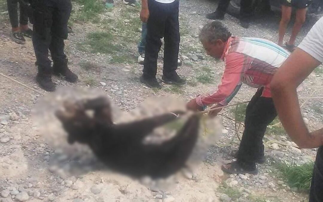 Vinculan a proceso a policías municipales por la matanza de oso negro bebé en Coahuila