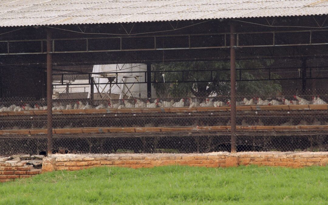 Maíz transgénico: avicultores piden modificar decreto para no afectar al sector