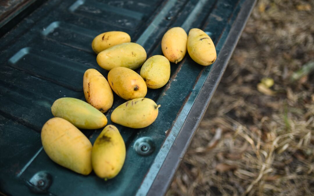 Un mango a 230 dólares en Japón: Esta es la razón de su precio y cómo se produce