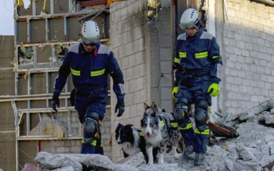 Perritos rescatistas: Así entrenan Balam, Orly, Robinson y Rocky en Querétaro