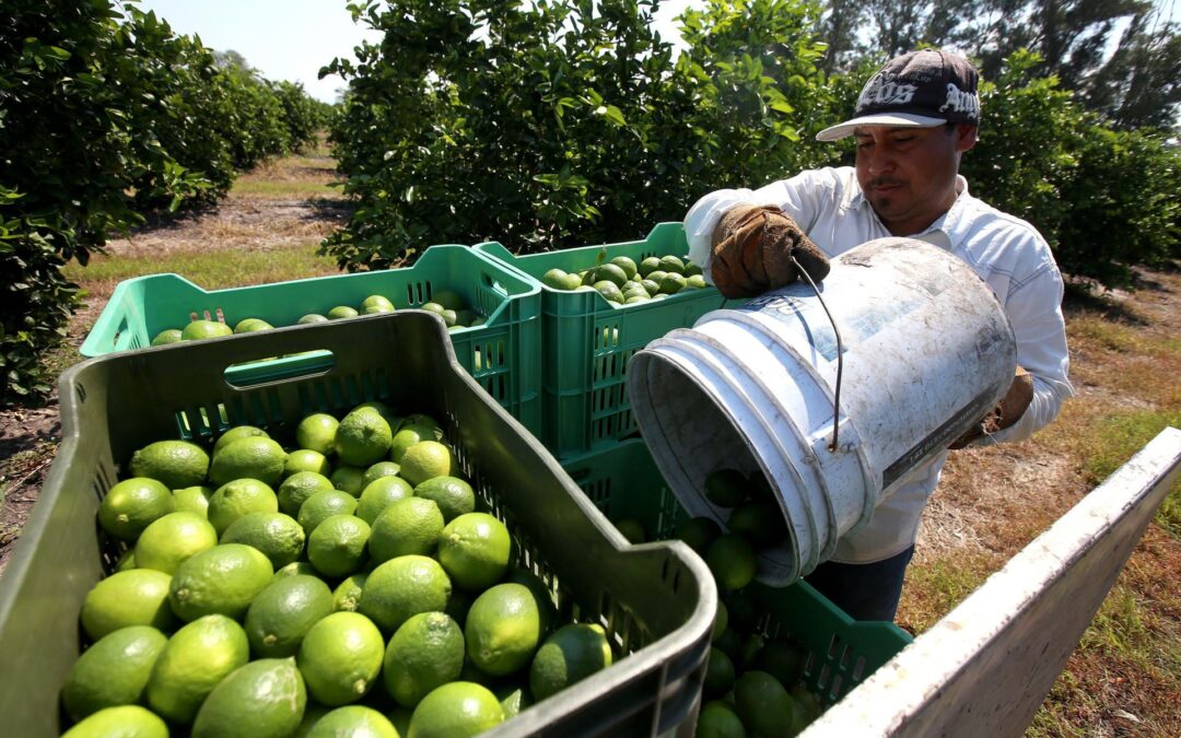 Extorsiones a limoneros en Michoacán: Productores ceden a pagar al narcotráfico