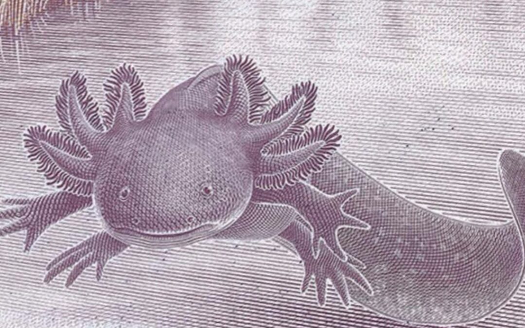 Al peso le ‘llueve sobre mojado’: Tipo de cambio ‘roza’ los 20 pesos por dólar este lunes