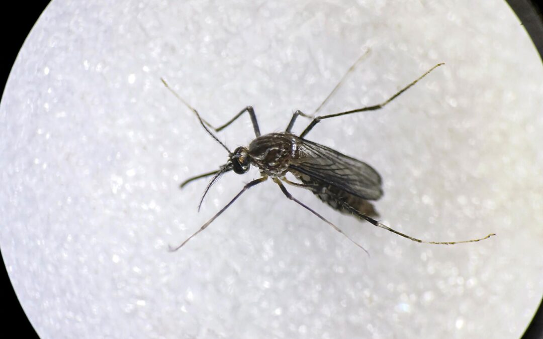 Dengue y chikungunya: alerta en Latinoamérica por repunte de casos