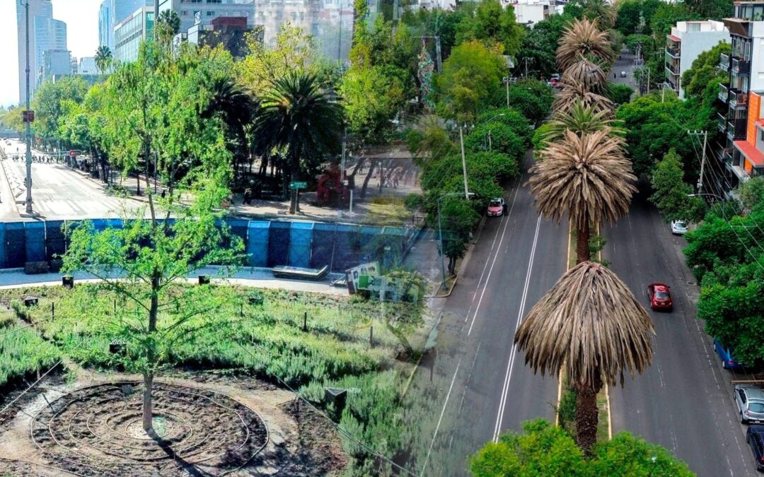 No solo es el ahuehuete de Reforma: ¿Por qué las palmeras en CDMX también están muriendo?
