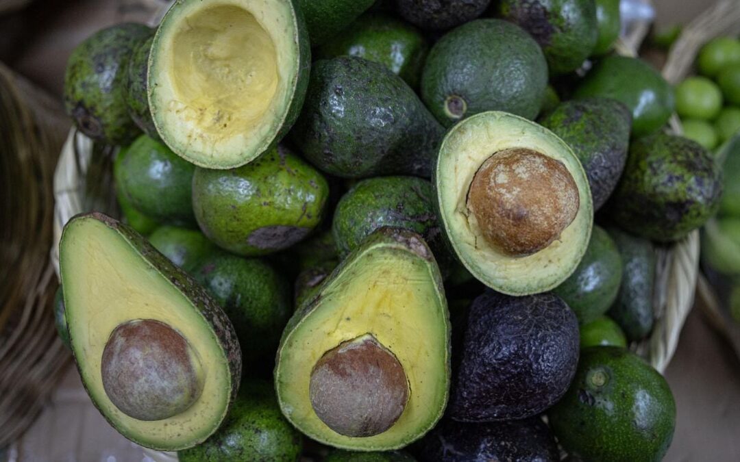 ¡Aguacate para todos! Michoacán y EU acuerdan reactivar las exportaciones del ‘oro verde’