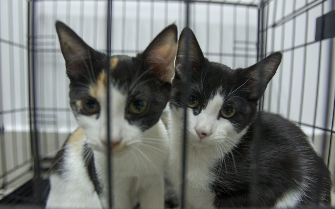 ¡Cuidado con tu ‘michi’! Arañazos de gatos podrían causar estas enfermedades