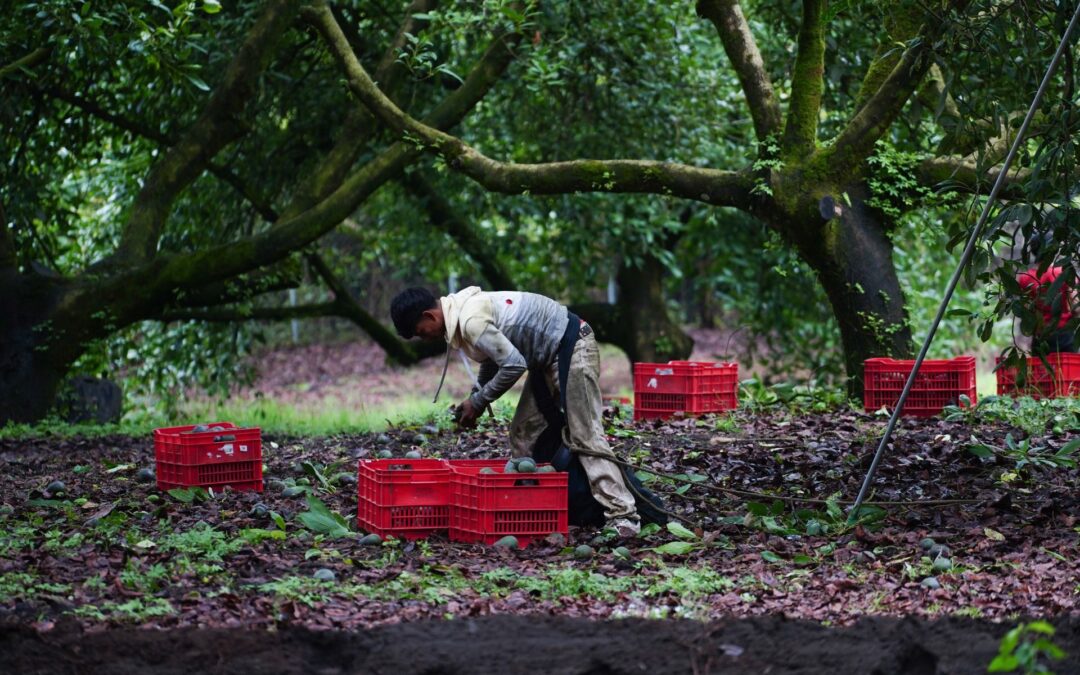 El secreto del ‘oro verde’: Exhiben a empresarios aguacateros que se hacen ricos con trabajadores pobres