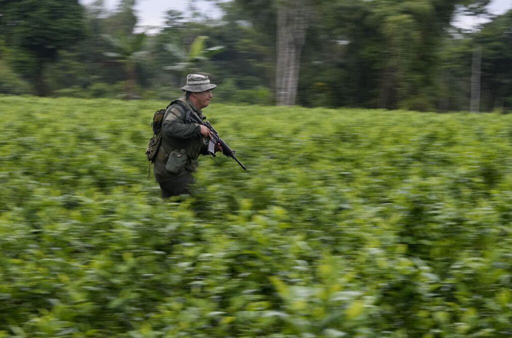 Hoja de coca: ¿Qué es y por qué Colombia pide eliminarla de la lista de  estupefacientes?