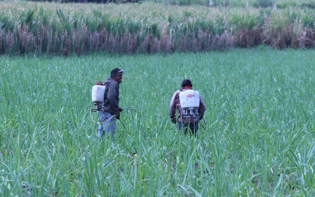 Trabajadores agrícolas son mal pagados en México: ‘Necesitamos más apoyo y mejores precios’