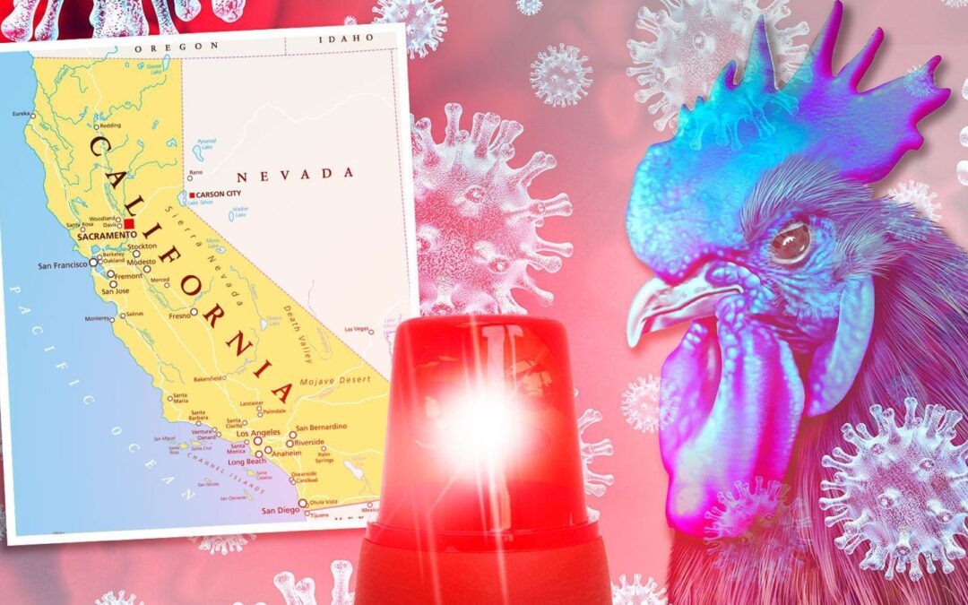 Gripe aviar pone en alerta a California: ¿Qué sabemos del brote y del primer caso grave en EU?