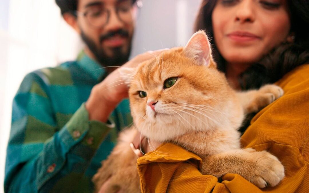 ¿Prefieren gato o esposo?
